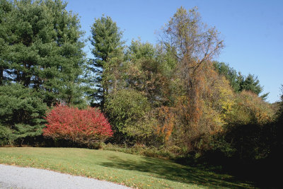 Yard Trees