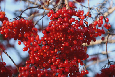 Berries