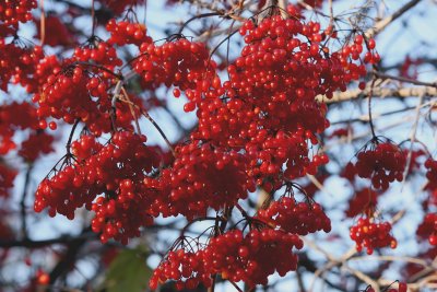 Berries