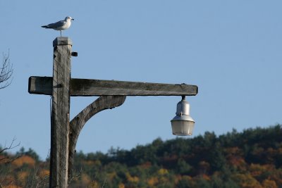 Lake George Seagull Colors