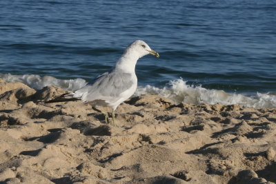 Seagull Beach