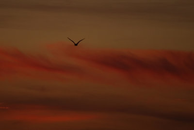 Seagull Sunset