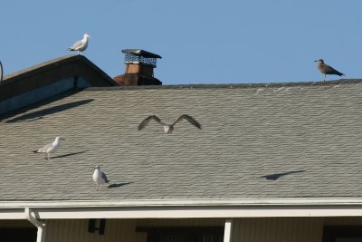 Seagulls, Rooftop