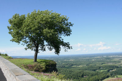 treeoverlook.jpg