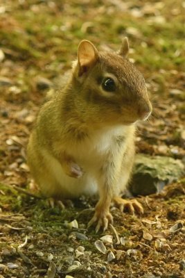 Chipmunk 1