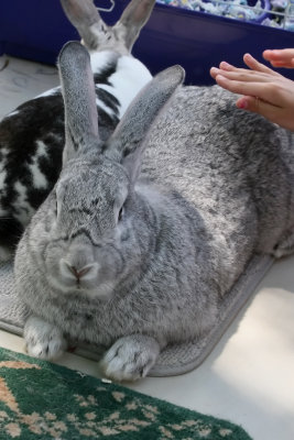 big_bunny.jpg