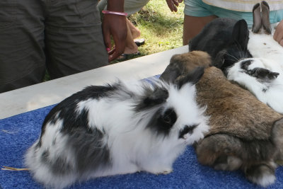 bunnies.jpg