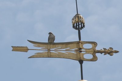 Independence Hall Hawk