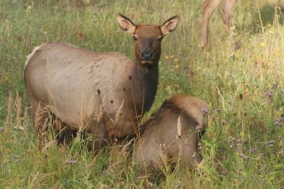 Female Elk Nursing