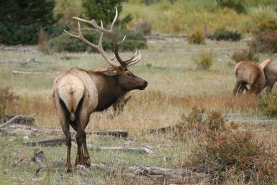 Rocky Mountain Elk