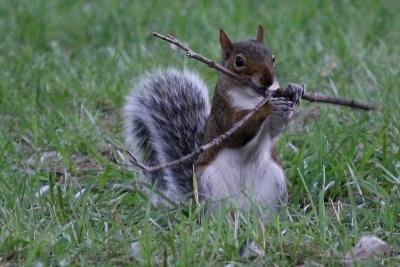 Squirrel and Stick Part 1