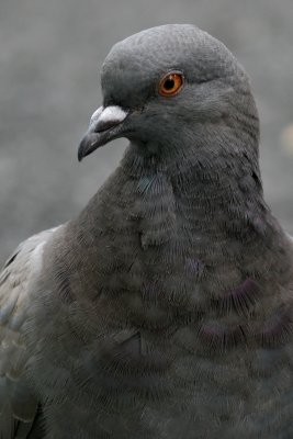 Pigeon