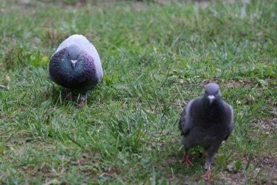 Pigeon Flirting