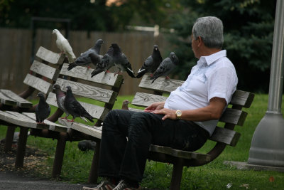 Man and Pigeons