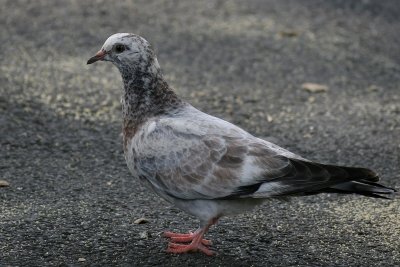 Pigeon