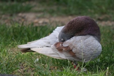 Pigeon Preening