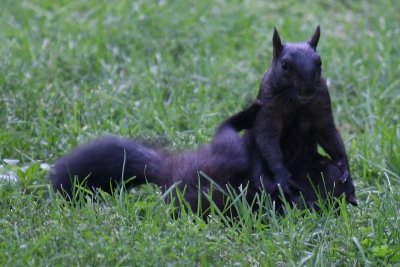 blacksquirrels_xrated4.jpg