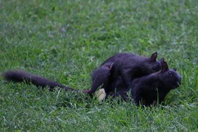 blacksquirrels_xrated5.jpg