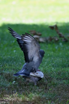 Pigeons in Love