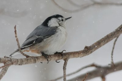 white breasted nuthatch _.jpg