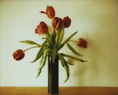11-02-09 spectra tulips