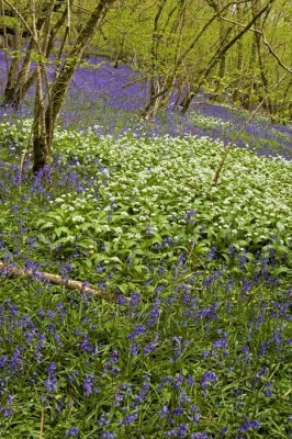 Bluebell Ramson Wood