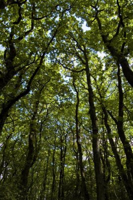 Yarner Wood Nature Reserve
