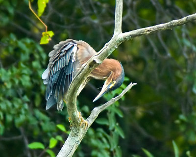 Green Heron II