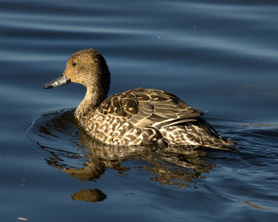 dabbling duck