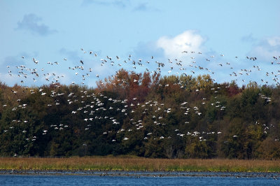 Snow Geese