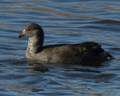 young coot