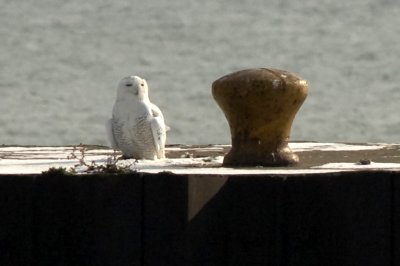 Snowy Owl