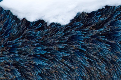 blue brush