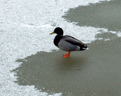 duck