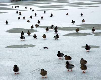 ducks