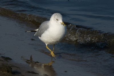 Strolling down the beach...