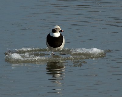 Long-tailed duck on ice