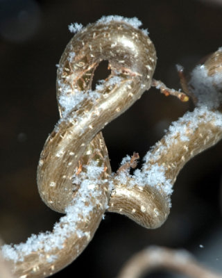 Curly (and snowy)