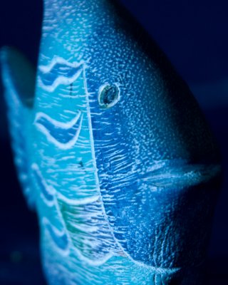 blue fish