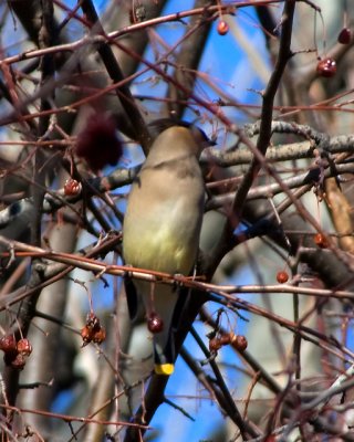 Cedar Waxwing
