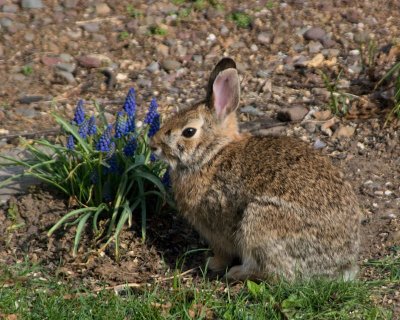 garden bunny