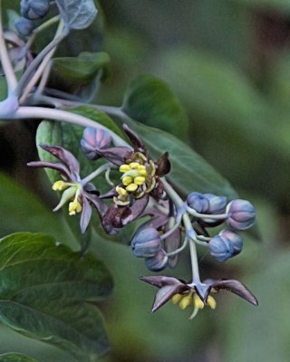Blue Cohosh 1