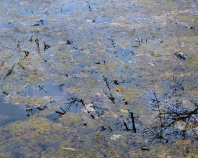 swamp 8