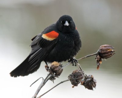 Red Winged Blackbird