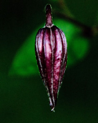 clematis bud