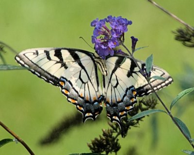 Tiger Swallowtail 2