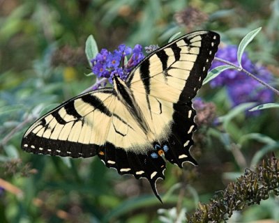 Tiger Swallowtail 3