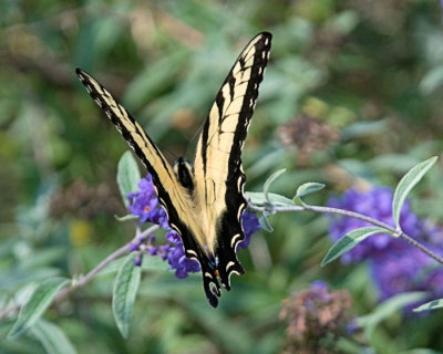 Tiger Swallowtail 4