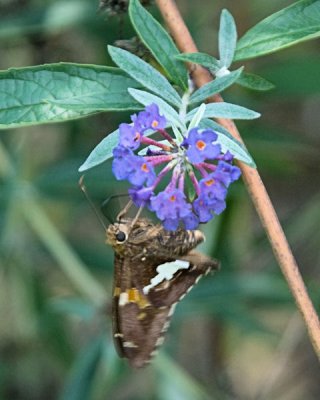 Common Snout Butterfly 2