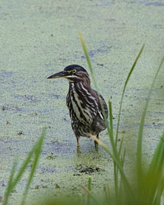 Green Heron